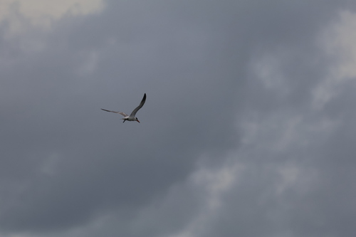 Caspian Tern (Hydroprogne caspia), photo 4