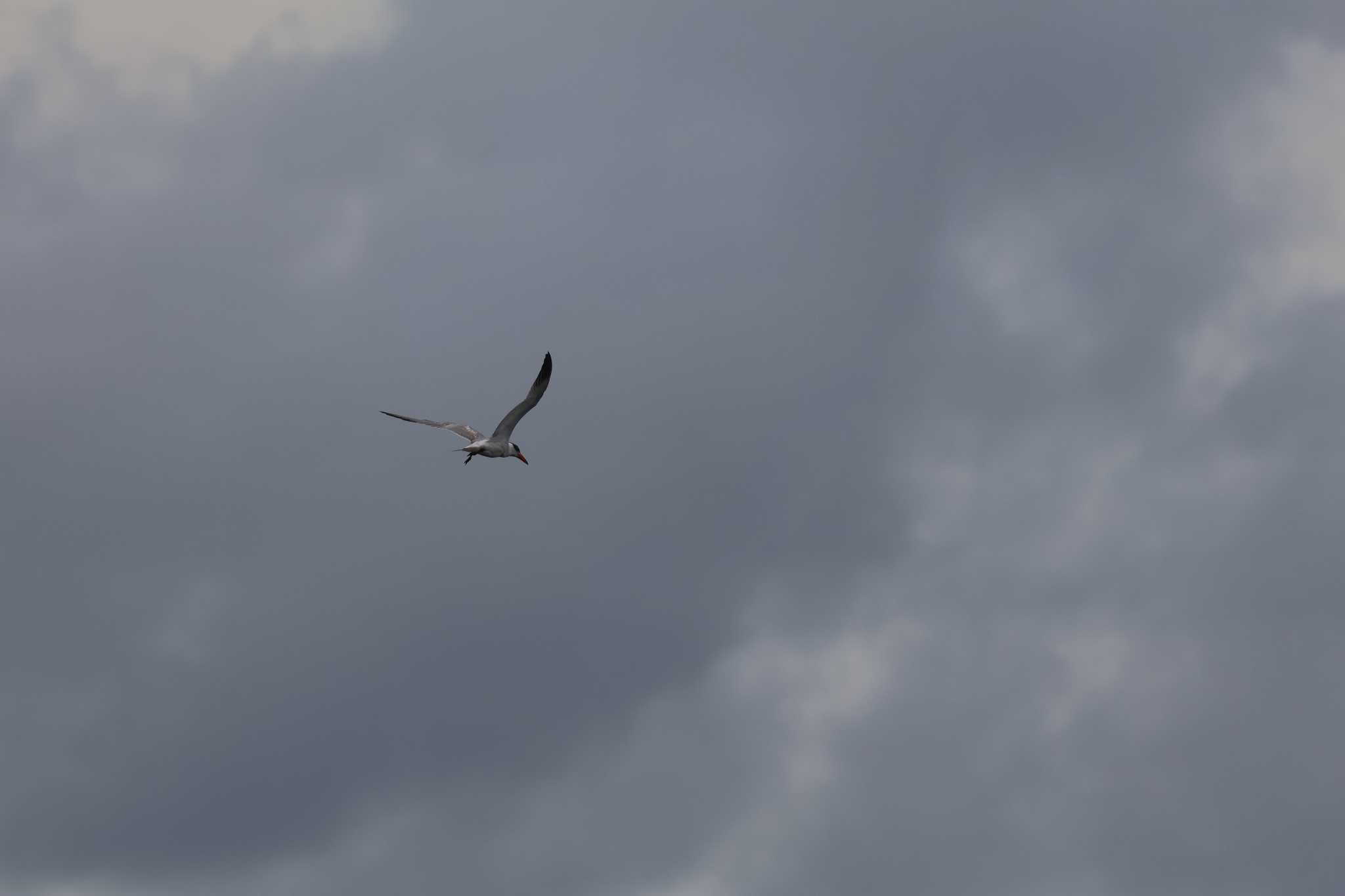 Caspian Tern (Hydroprogne caspia), photo 4