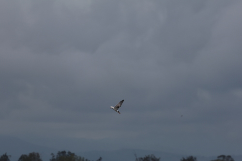 Caspian Tern (Hydroprogne caspia), photo 10