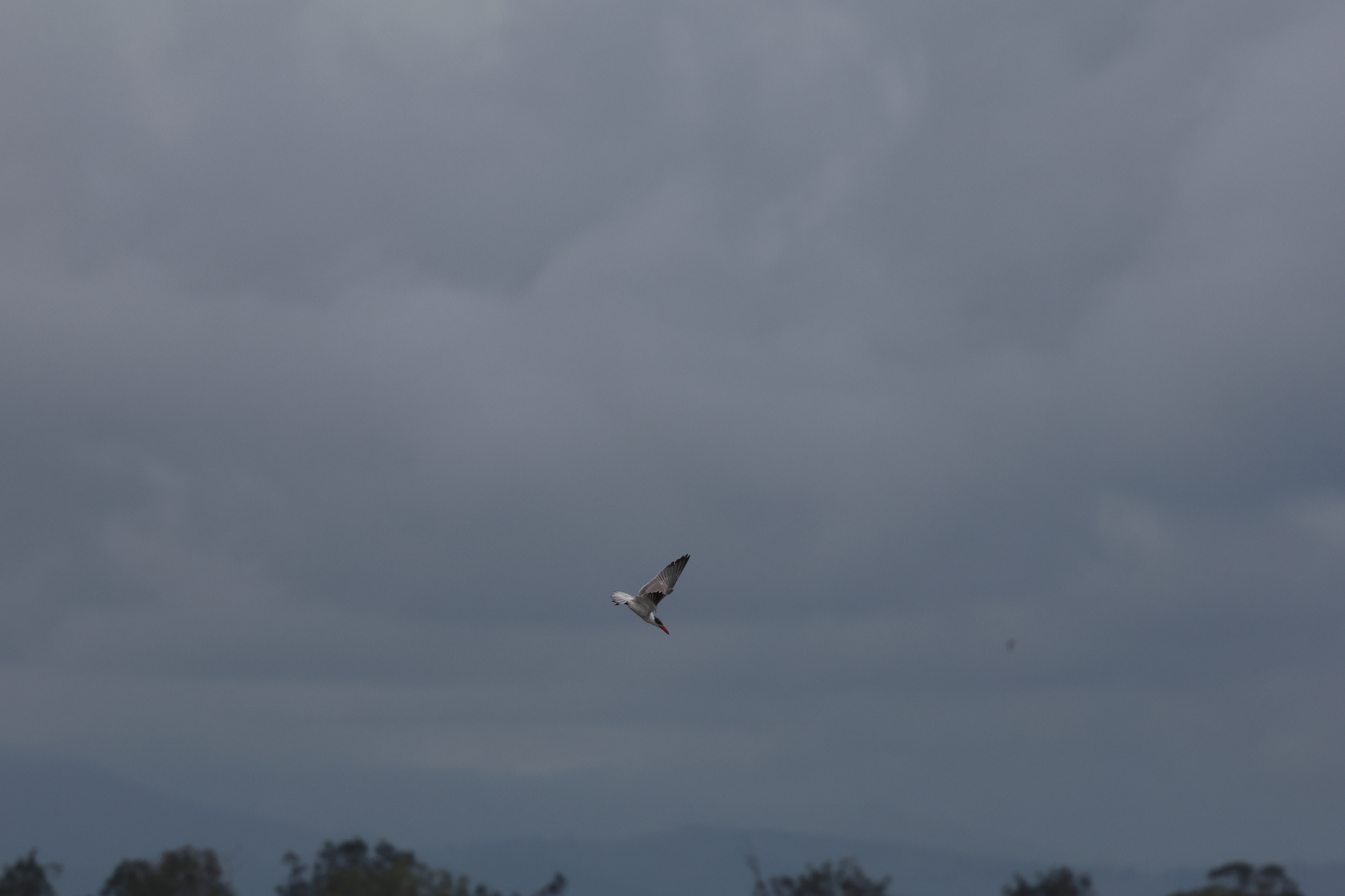 Caspian Tern (Hydroprogne caspia), photo 10