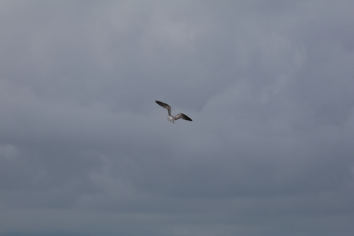 Caspian Tern (Hydroprogne caspia), photo 5