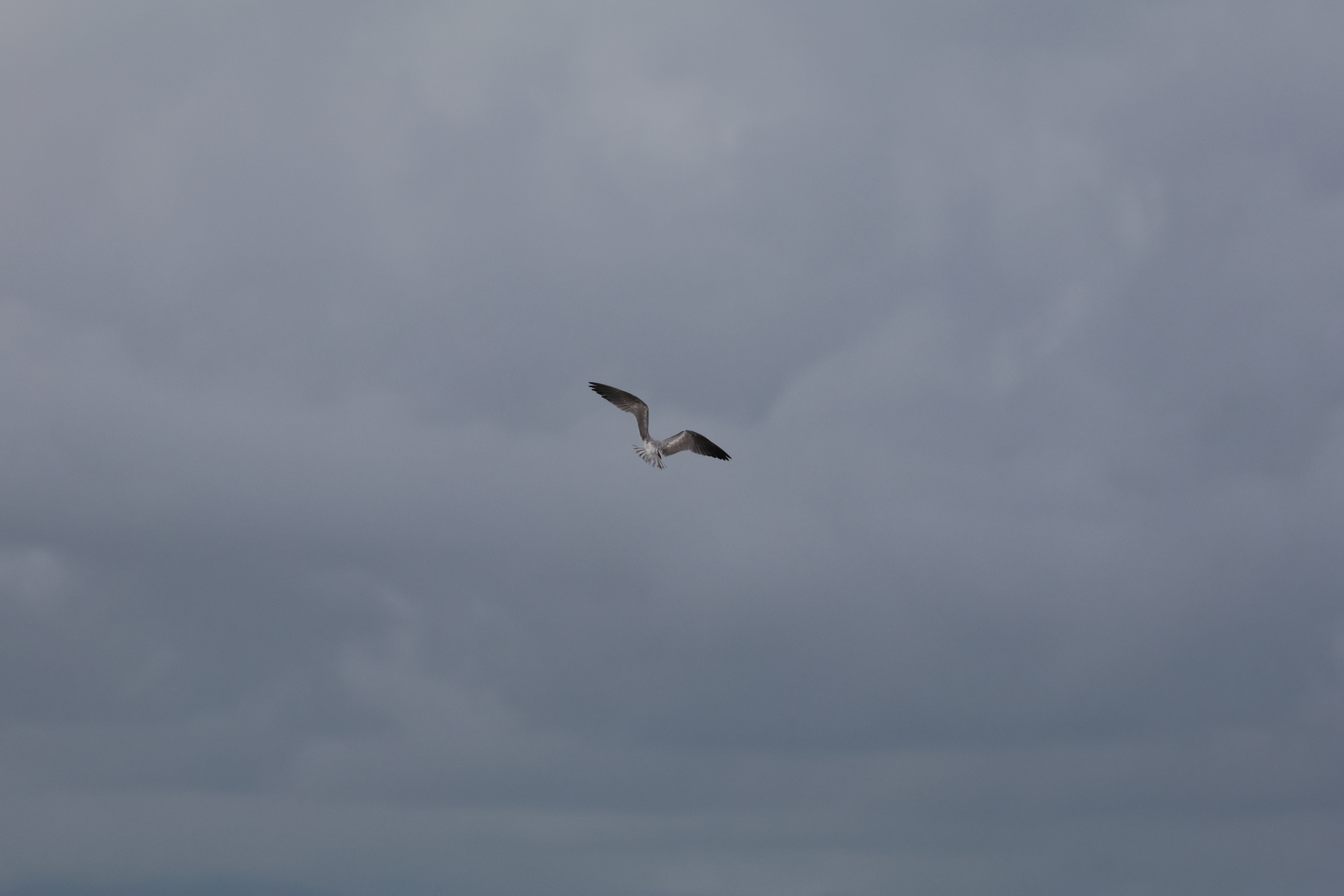 Caspian Tern (Hydroprogne caspia), photo 5
