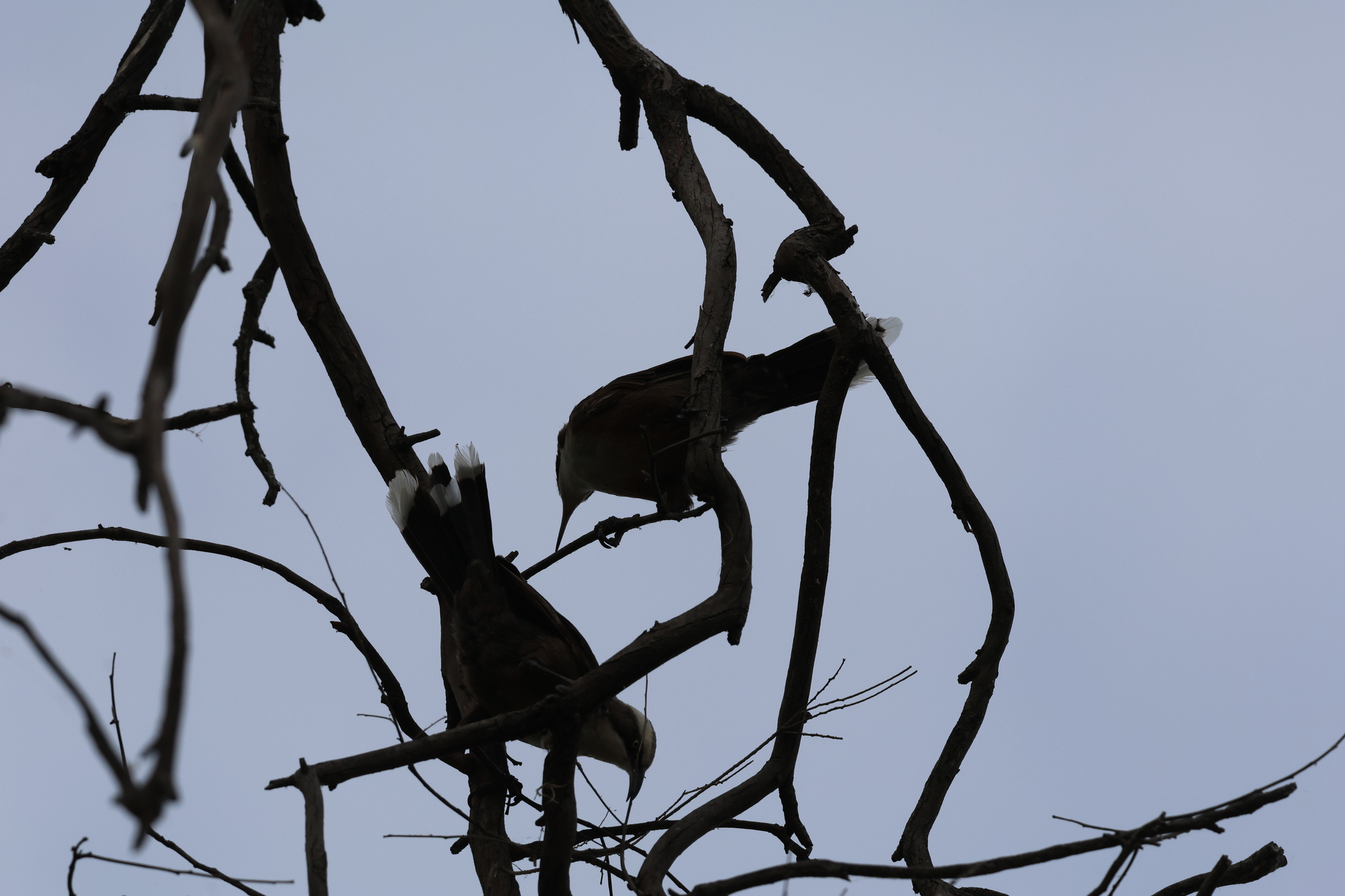 Grey-crowned Babbler (Pomatostomus temporalis), photo 1