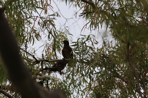 Common Myna (Acridotheres tristis), photo 2
