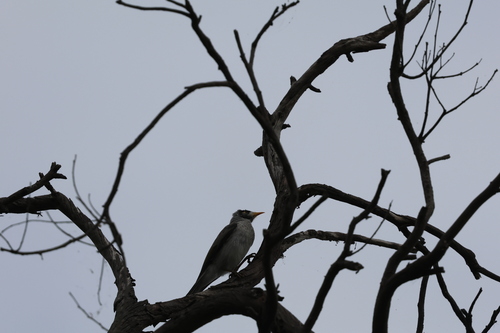 Noisy Miner (Manorina melanocephala), photo 5