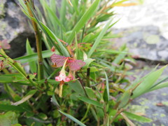 Vaccinium japonicum lasiostemon