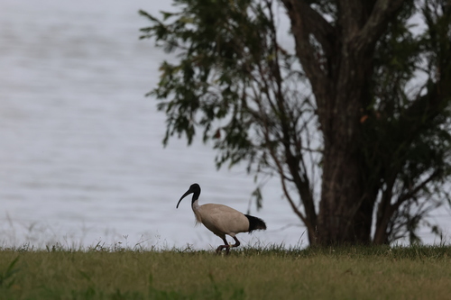 Australian White Ibis (Threskiornis molucca), photo 5
