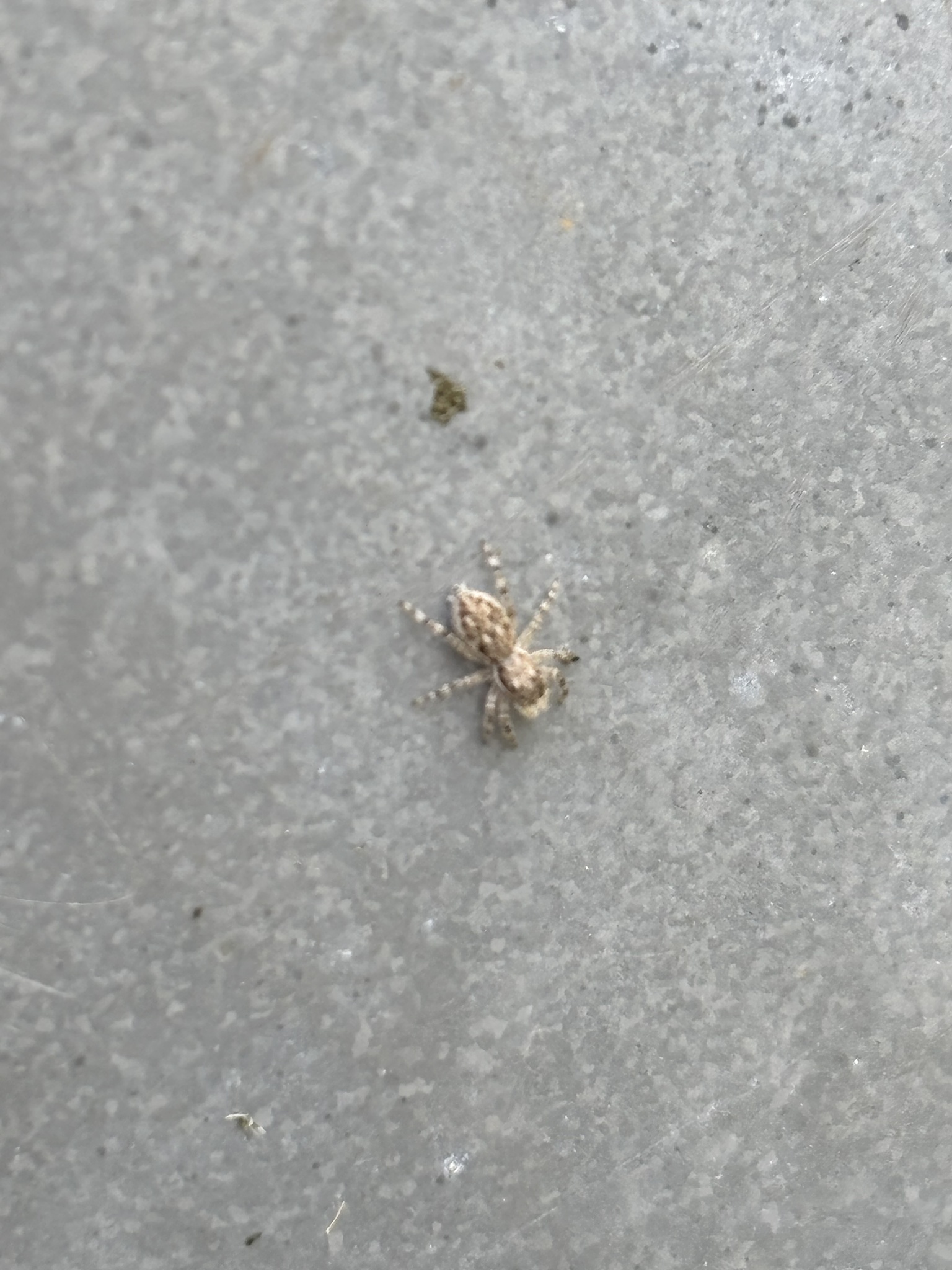 Menemerus bivittatus (Dufour, 1831)