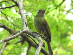 Rhynchocyclus brevirostris