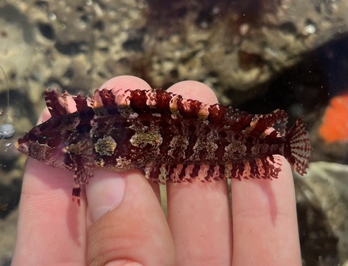 Crevice kelpfish (Gibbonsia montereyensis) — Clinidae — 2