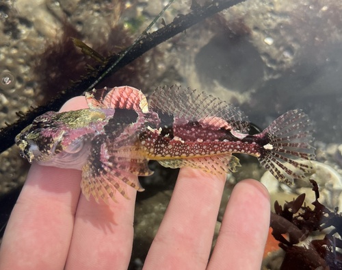Round-nosed sculpin (Artedius lateralis) — Cottidae — 2