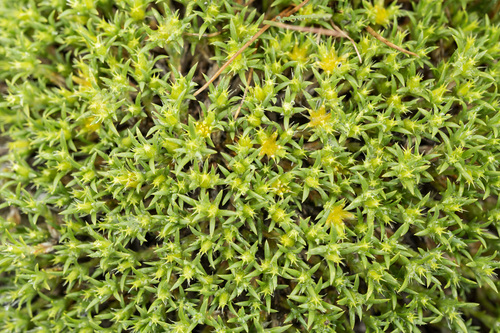 Creeping nailwort (Paronychia sessiliflora)
