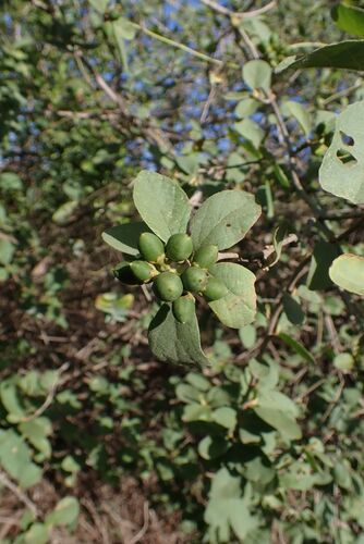 Sandpaper Saucerberry (Cordia monoica)