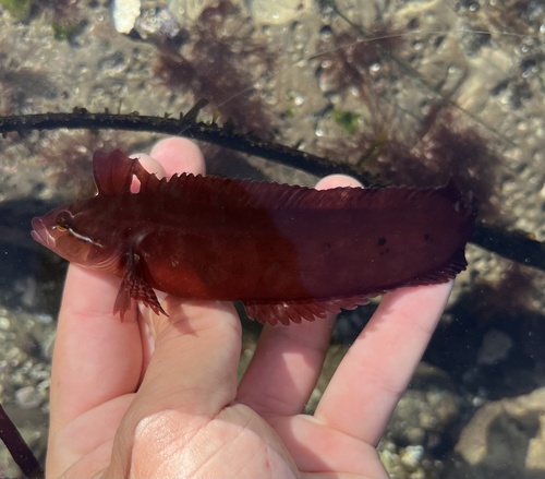 Striped kelpfish (Gibbonsia metzi) — Clinidae — 5