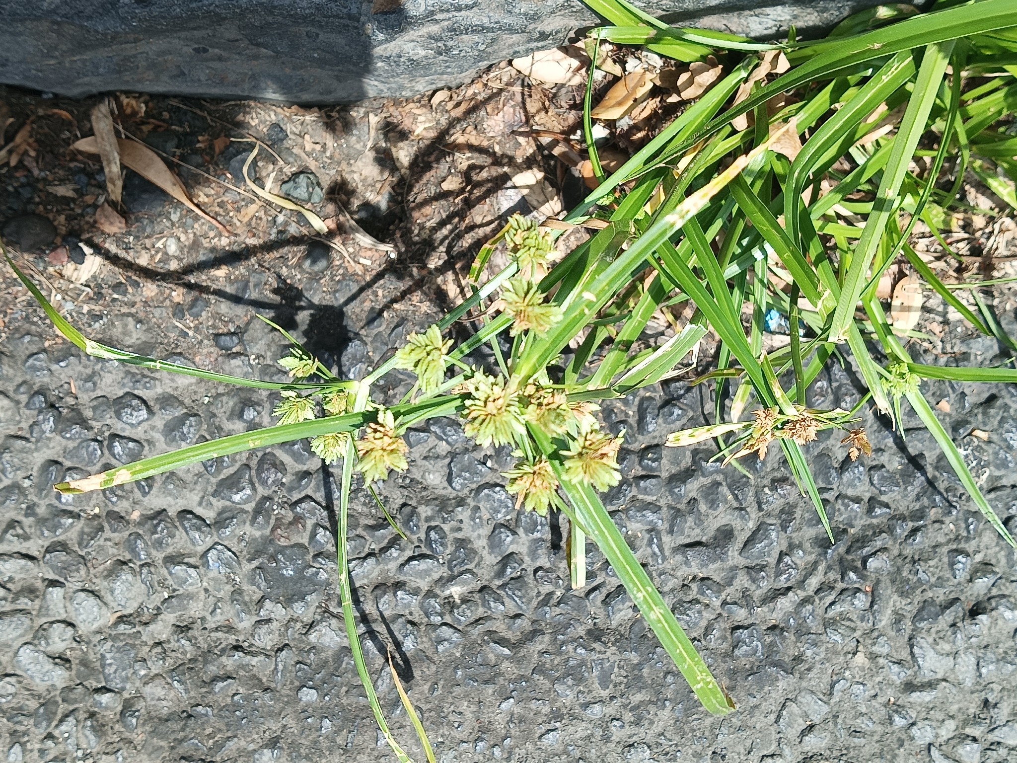 Tall flatsedge