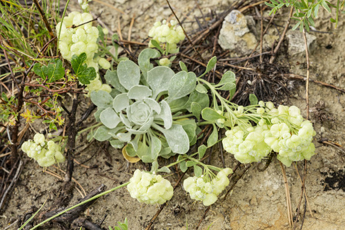 Double Twinpod (Physaria brassicoides)