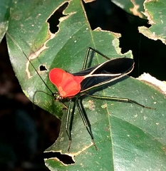 Sundarus