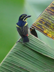 Pogoniulus atroflavus
