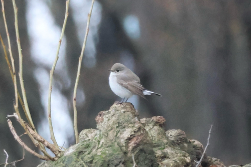 Taiga Flycatcher (Ficedula albicilla)