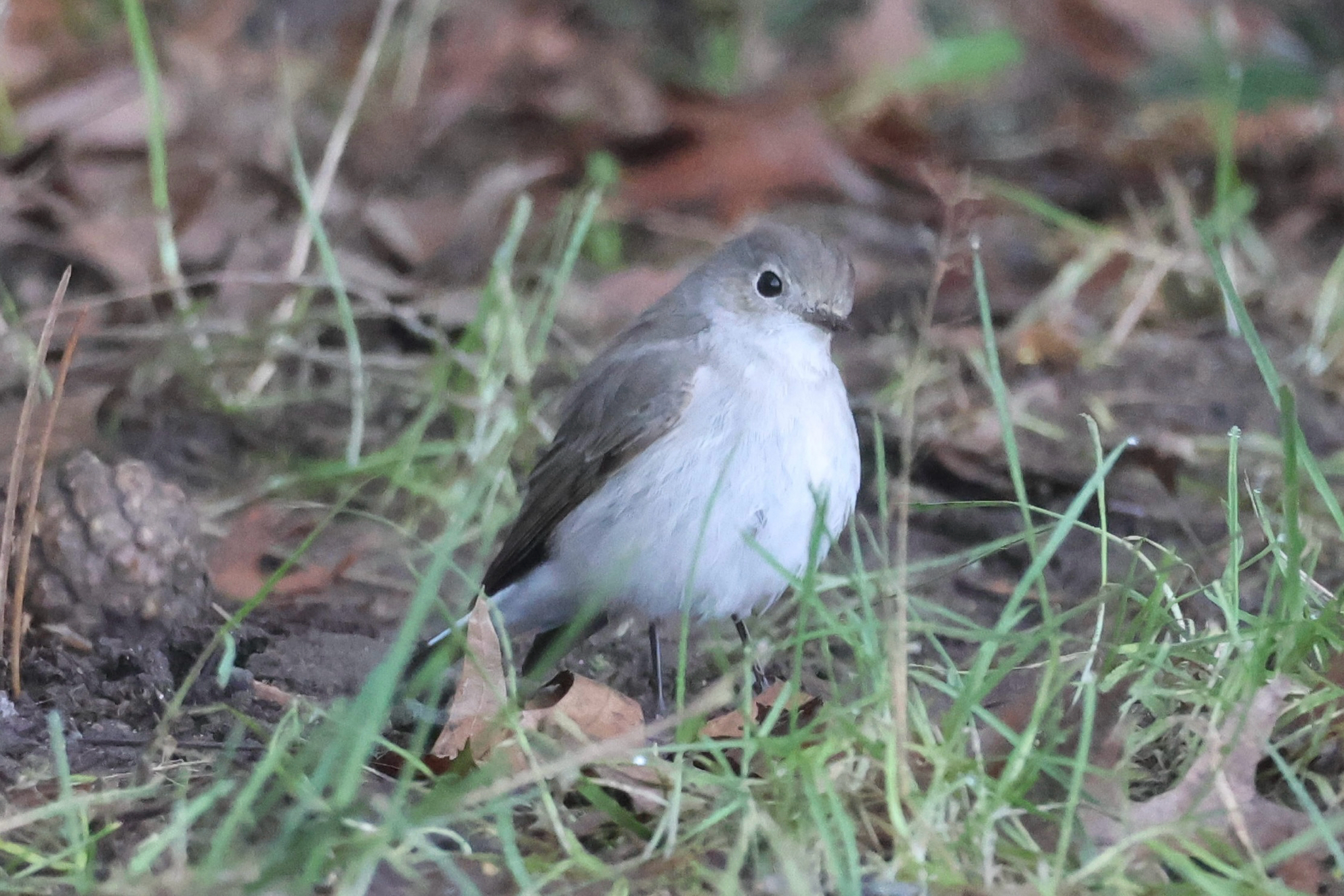 Taiga Flycatcher (Ficedula albicilla), photo 10