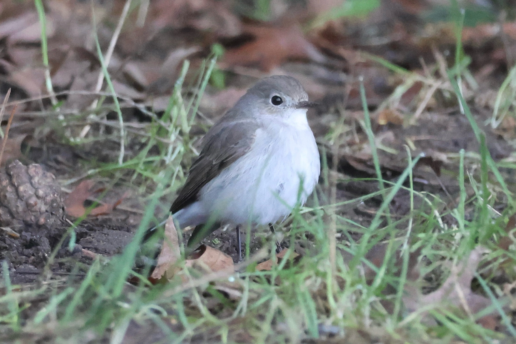 Taiga Flycatcher (Ficedula albicilla), photo 2