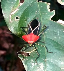 Sundarus