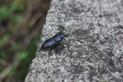 Serrognathus kyanrauensis