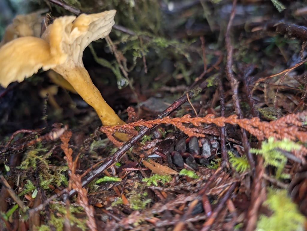 Craterellus tubaeformis · January 2026 · photo: © moemeikle (iNaturalist, cc-by)