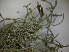 Usnea perplexans