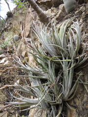 Tillandsia pueblensis