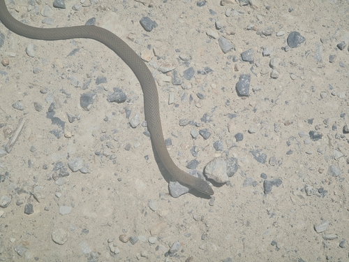 White-lipped Snake