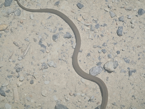 White-lipped Snake