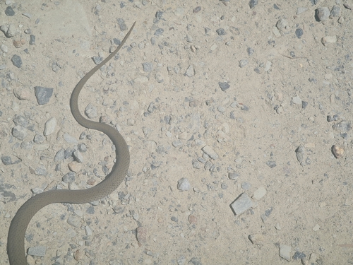 White-lipped Snake