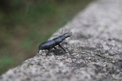 Serrognathus kyanrauensis