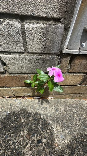Pervinca del Madagascar