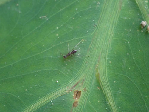 背视图图像 - Sheldon Logan