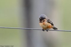Sporophila ruficollis