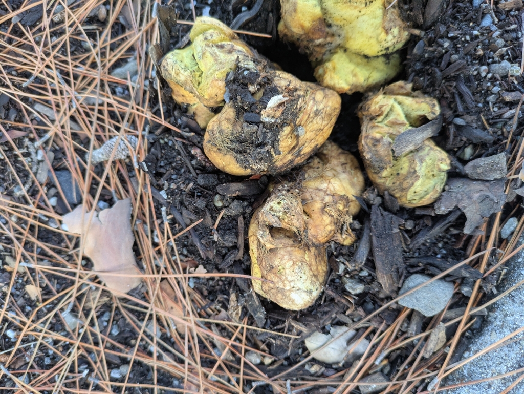 Rhizopogon occidentalis · January 2026 · photo: © jayjt (iNaturalist, cc-by)