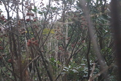 Bretschneidera sinensis