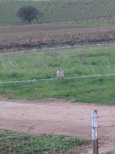 Lark Sparrow (Chondestes grammacus), photo 3