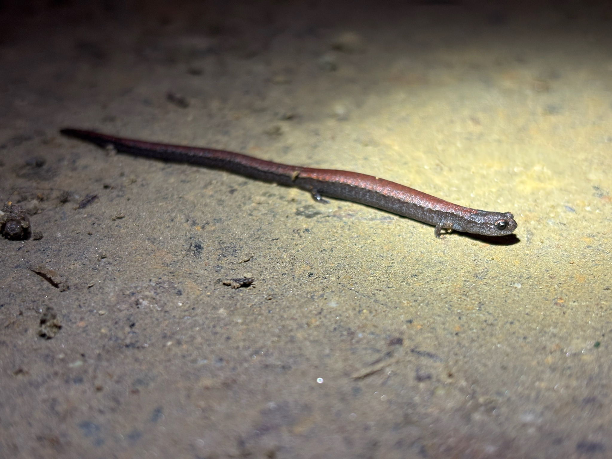Batrachoseps nigriventris Cope, 1869