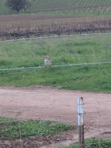 Lark Sparrow (Chondestes grammacus), photo 4