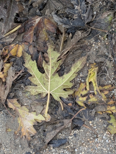 Soft maple