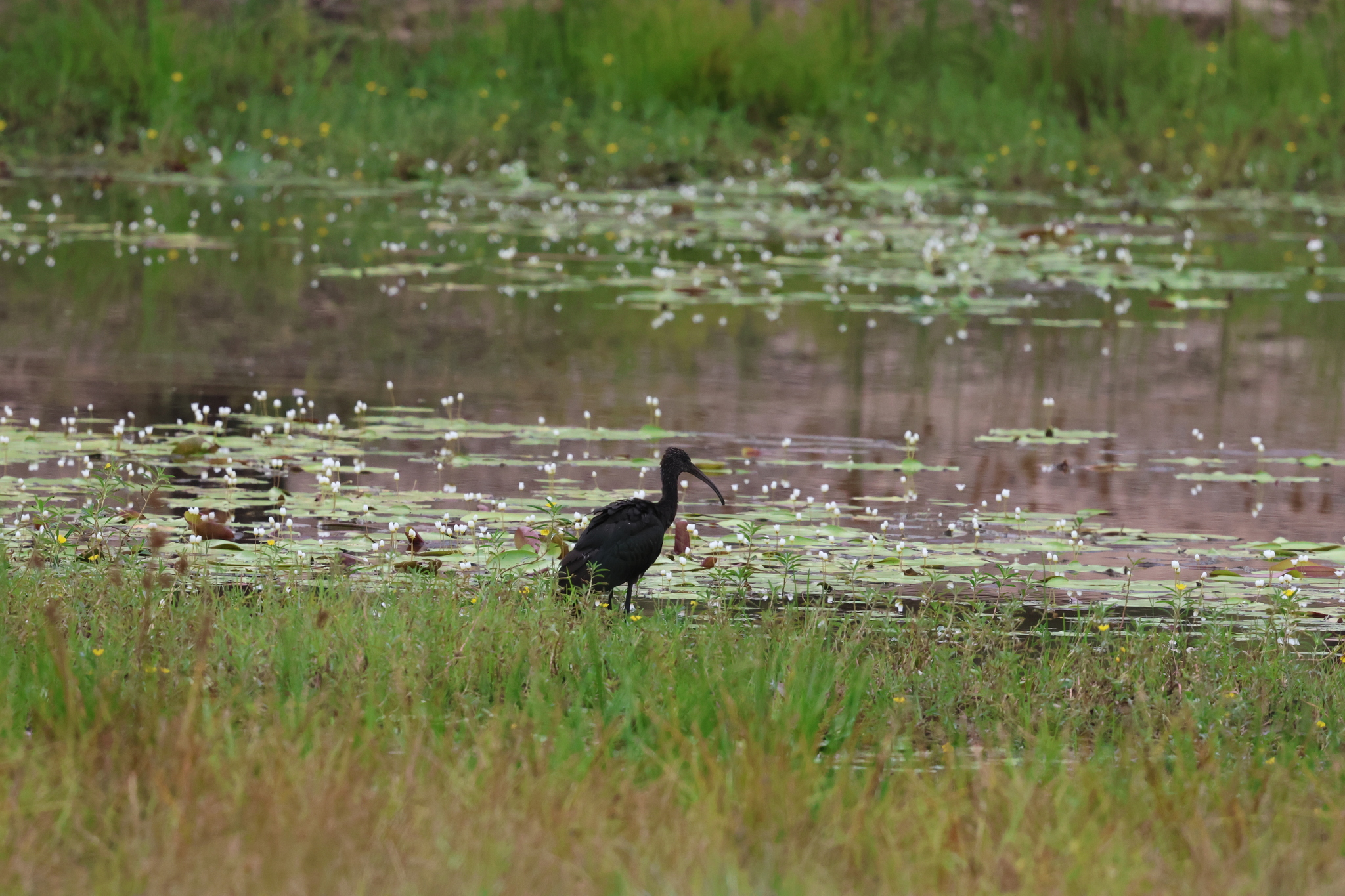 Glossy Ibis (Plegadis falcinellus), photo 4