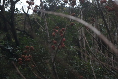 Bretschneidera sinensis