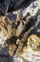 Callyspongia aculeata