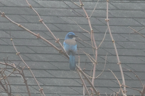 California Scrub Jay (Aphelocoma californica), photo 6