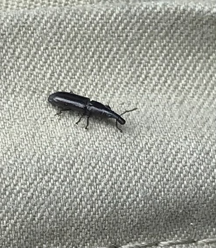 Phloeophagosoma observed 2026-01-01