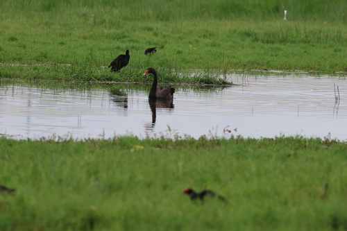 Black Swan (Cygnus atratus)