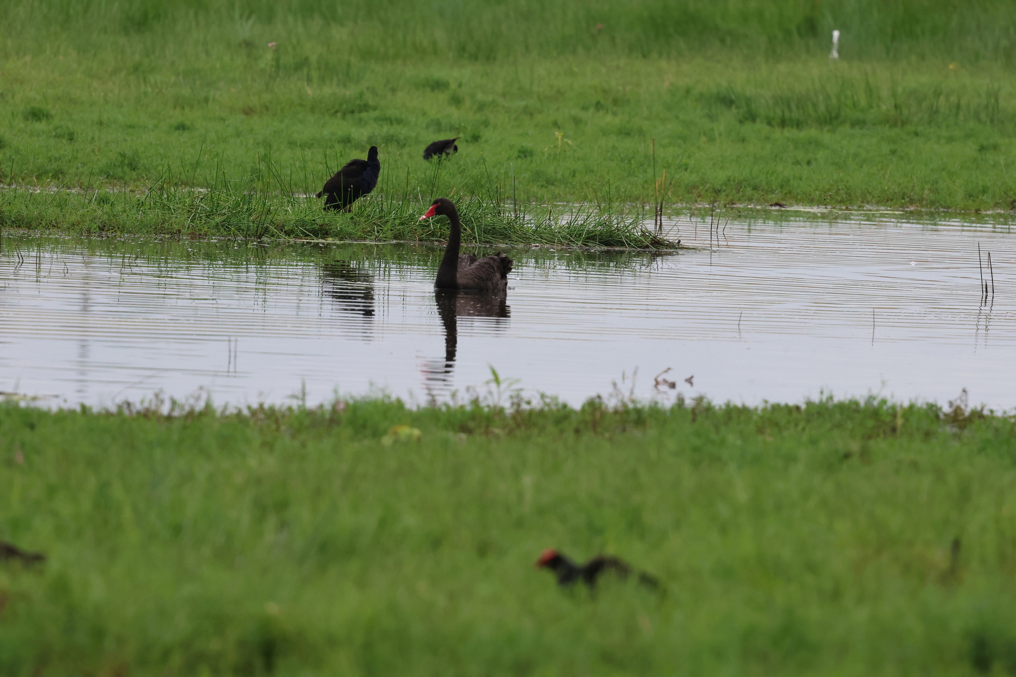 Black Swan (Cygnus atratus), photo 1